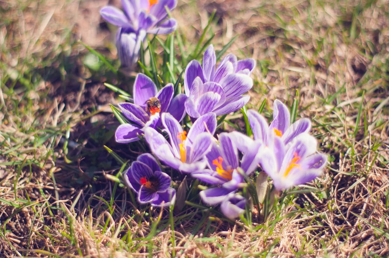 fleurs de crocus dans un champ.