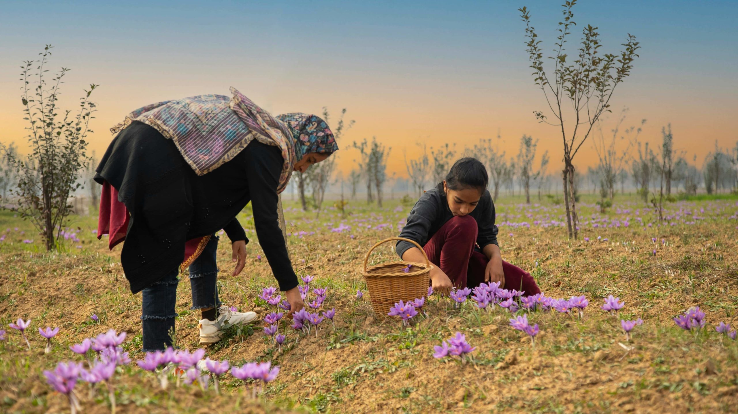 Femme et sa fille qui cueillent du Safran à la main dans un champ.