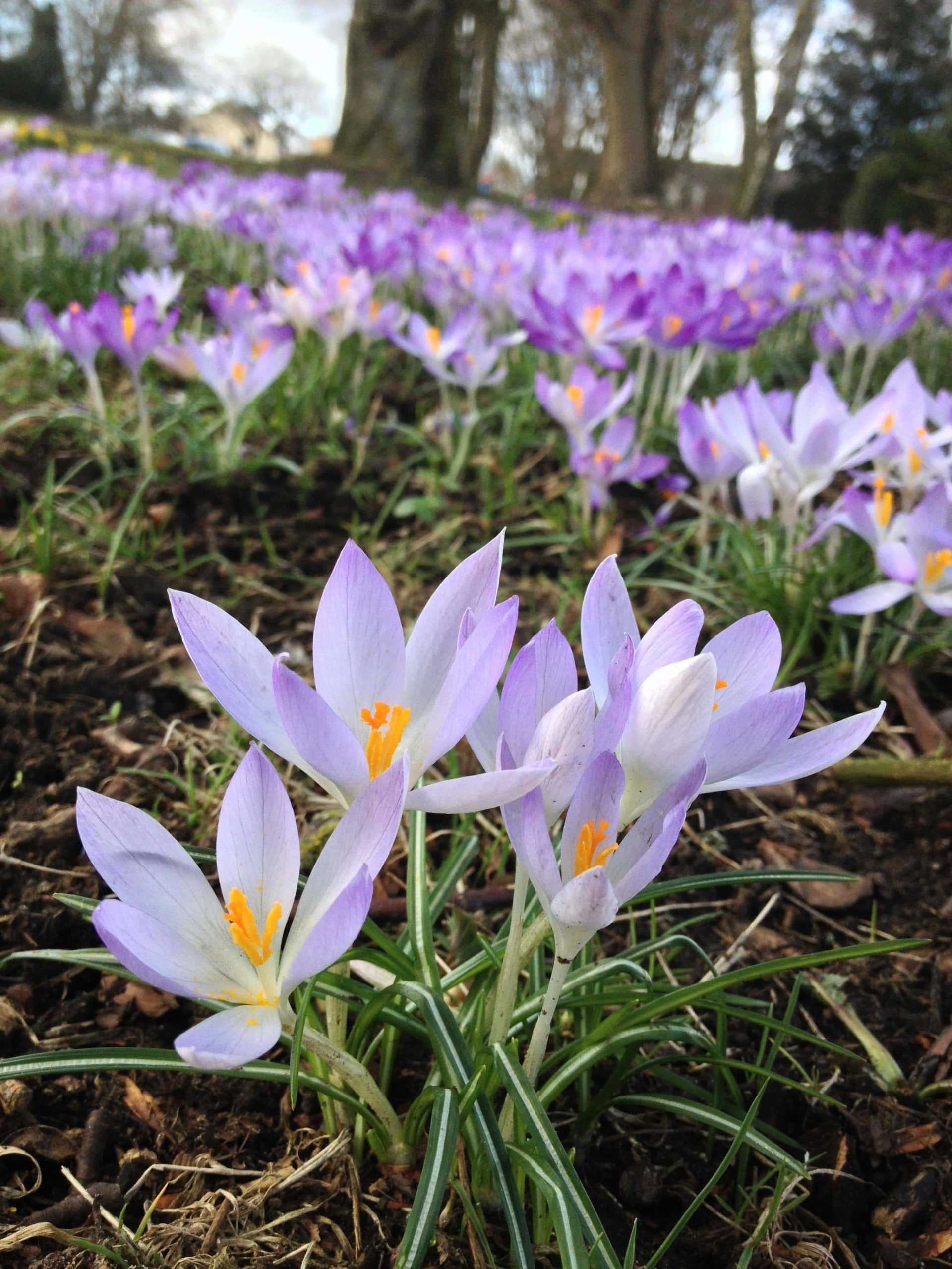 fleurs de safran qui poussent en milieu naturel.