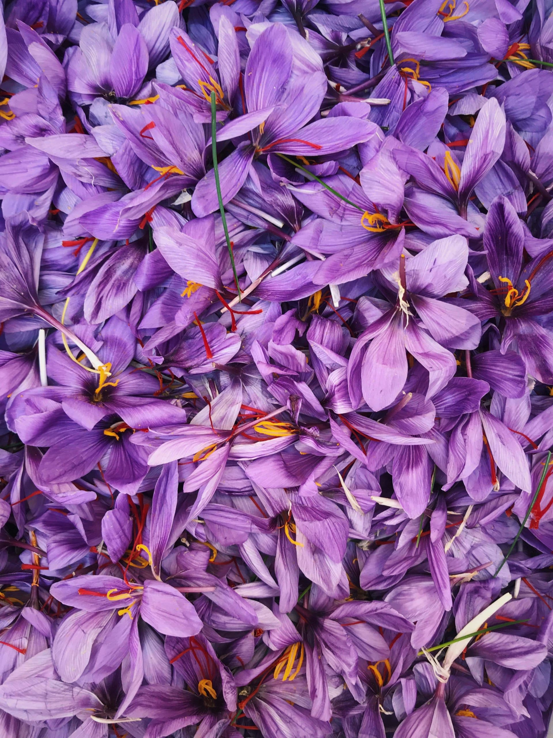 tapis de safran à la récolte des fleurs.