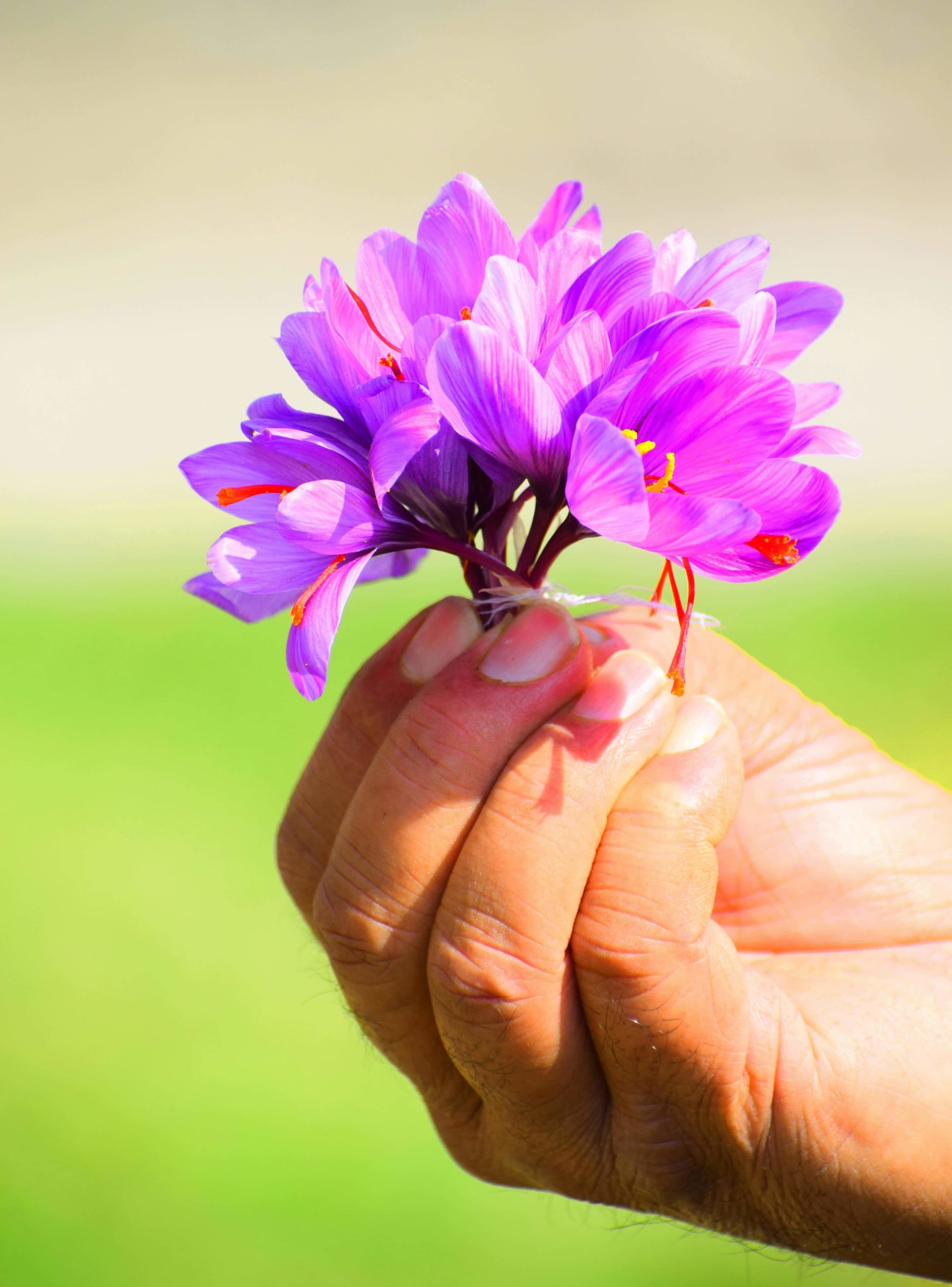 Fleur de crocus tenue dans la main.